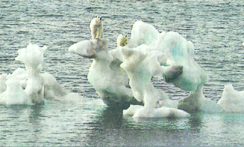 Image of polar bears on a melting ice floe, The Montreal Gazette front page, Saturday February 3 2007