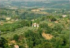 Tuscany Vineyards.
