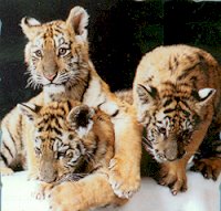 Adorable tiger cubs.