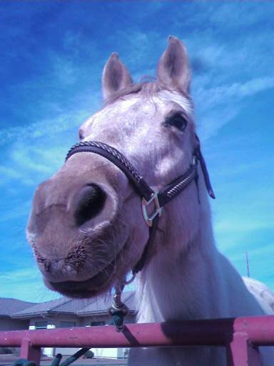 Emily's horse Lexi.