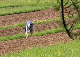 Woman working in the fields.