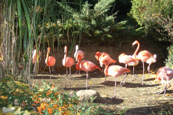Leipzig Zoo - flamingos.
