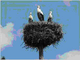 Storks on the Elbe-Meadow