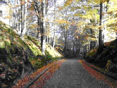 Road through the Saxon Forest