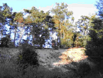 Dunes in the forest