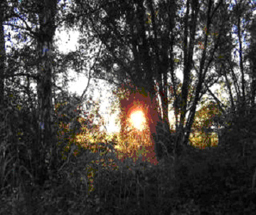 Sundown in the forest